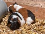 Jonge cavia’s 3- kleur, Juni, Meerdere dieren, Cavia
