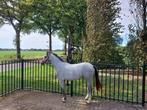 Prachtige Welsh pony, Dieren en Toebehoren, Pony's, Merrie, Niet van toepassing, 0 tot 2 jaar, C pony (1.27m tot 1.37m)