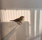Oranjekaakje, Dieren en Toebehoren, Vogels | Overige Vogels, Meerdere dieren, Tropenvogel