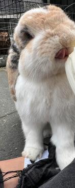 Voedster gezocht!! Voor mijn rammetje Mattie, Dieren en Toebehoren, Konijnen, Vrouwelijk, Middelgroot, Hangoor, 6 tot 8 jaar