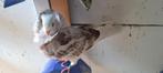 Te koop sierduiven Oudhollands kapucijnen duiven, Dieren en Toebehoren, Vogels | Duiven, Meerdere dieren, Overige soorten