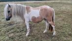 Te koop HELE MOOIE pony's en ........!!!, Dieren en Toebehoren, Pony's, Merrie, Recreatiepony