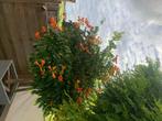 Campsis op stam, Tuin en Terras, Planten | Bomen, 100 tot 250 cm, Zomer, Ophalen, Volle zon