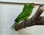 Aratinga Finschi, Dieren en Toebehoren, Meerdere dieren, Parkiet, Geringd