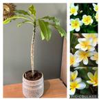 Frangipani plumeria plant, Tuin en Terras, Planten | Tuinplanten, Zomer, Overige soorten, Ophalen