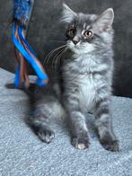 Prachtig Maine Coon kitten, Poes, Gechipt, 0 tot 2 jaar