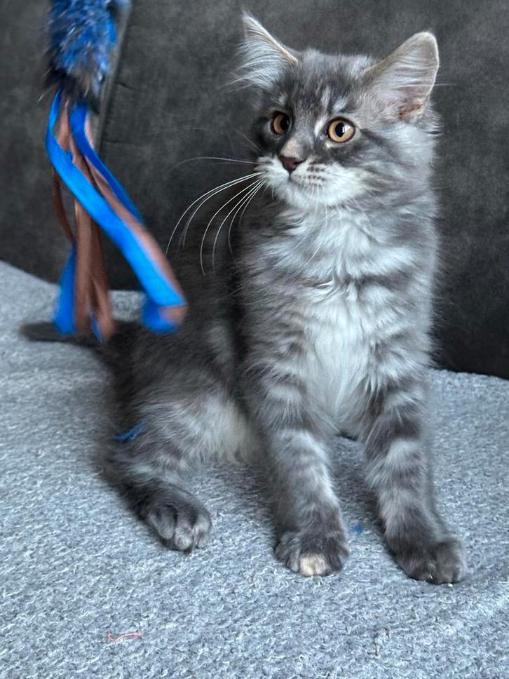 Prachtig Maine Coon kitten, Dieren en Toebehoren, Katten en Kittens | Raskatten | Langhaar, Poes, 0 tot 2 jaar, Gechipt, Ontwormd