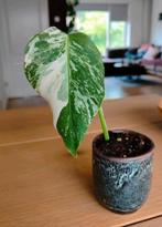 Monstera variegata, Ophalen, Halfschaduw, Minder dan 100 cm