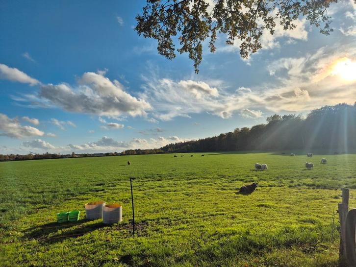 Tehuur gezocht! Schapen weide/pony weide!, Dieren en Toebehoren, Schapen, Geiten en Varkens, Schaap, Meerdere dieren