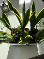 Pannenkoekplant stekjes, Huis en Inrichting, Kamerplanten, Ophalen, Halfschaduw, Minder dan 100 cm