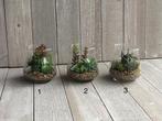 Kunst vetplant in glazen pot 12cm (3 verschillende soorten), Ophalen of Verzenden, Nieuw