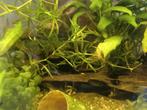 Dwergkreeften cambarellus diminitus, Dieren en Toebehoren, Vissen | Aquariumvissen, Kreeft, Krab of Garnaal