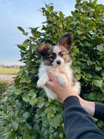 Prachtig Vlinderhondje met stamboom Reutje, Parvo, Nederland, 8 tot 15 weken, Meerdere