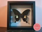 Papilio sataspes vlinder in zwarte lijst, Ophalen of Verzenden, Zo goed als nieuw, Insect, Opgezet dier