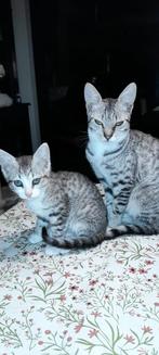 Katertje, geboren op 9 juli 25, Dieren en Toebehoren, Katten en Kittens | Raskatten | Korthaar, Kater, Ontwormd, 0 tot 2 jaar