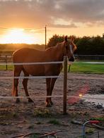Weidemaatje gezocht ruin of merrie, Dieren en Toebehoren, Stalling en Weidegang, Weidegang, 2 of 3 paarden of pony's