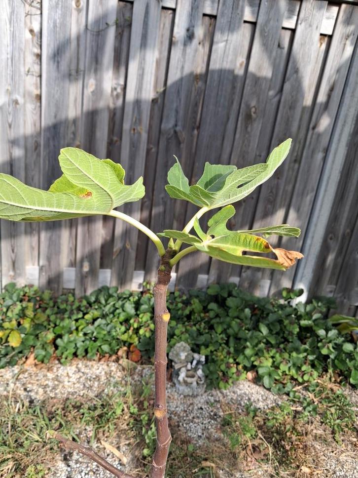 Jonge Vijgenboom in Pot - Winterhard, Tuin en Terras, Planten | Fruitbomen, Ophalen