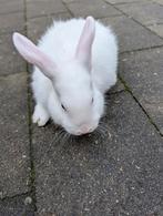Lief mannetjes konijn 9 weken oud, Dieren en Toebehoren, Konijnen, Mannelijk, Dwerg