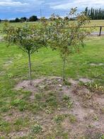 2 mooie red robin boompjes te koop, Tuin en Terras, Planten | Bomen, Ophalen of Verzenden, Volle zon, Overige soorten, Minder dan 100 cm