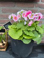 Prachtige Primula in pot, Vaste plant, Halfschaduw, Lente, Ophalen