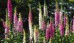 Bio zaden Vingerhoedskruid - Digitalis purpurea | Inheems, Verzenden, Voorjaar, Halfschaduw, Zaad