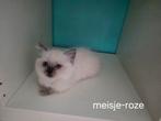 Raszuivere ragdoll kittens --> knappies, Dieren en Toebehoren, Katten en Kittens | Raskatten | Langhaar, Meerdere dieren, Ontwormd
