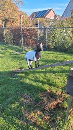 Geiten bokje  dwerggeit geb   juni, Dieren en Toebehoren, Schapen, Geiten en Varkens, Mannelijk, Geit, 0 tot 2 jaar