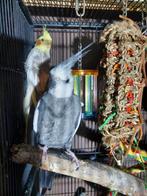 Mooie kleurzuivere witmasker valkparkiet, Dieren en Toebehoren, Vogels | Parkieten en Papegaaien, Mannelijk, Parkiet