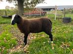 Zwartbles ram, Dieren en Toebehoren, Schapen, Geiten en Varkens, Mannelijk, Schaap