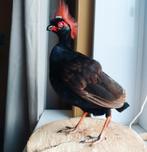 opgezette roul roul bospatrijs, Ophalen of Verzenden, Nieuw, Vogel, Opgezet dier