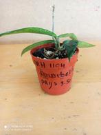 Hoya minibelle potmaat 6.5 nummer H1194, Ophalen of Verzenden, Halfschaduw, Minder dan 100 cm