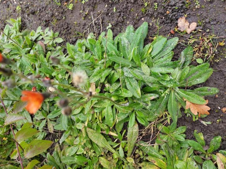 Te koop: Bodembedekker grote stukken Havikskruid, Tuin en Terras, Planten | Tuinplanten, Halfschaduw, Ophalen