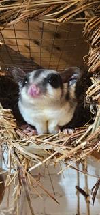 Twee tamme Sugargliders 1dame en 1mannetje, Dieren en Toebehoren, Januari, Meerdere dieren