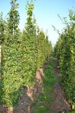 Groene en Rode Zuilbeuken (Fagus Sylvatica Dawyck), Bloeit niet, Overige soorten, 250 tot 400 cm, Ophalen