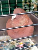 Kleur post duiv, Dieren en Toebehoren, Vogels | Duiven, Mannelijk, Postduif