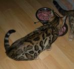 Bengaal kittens raszuiver met stamboom, Dieren en Toebehoren, Katten en Kittens | Raskatten | Korthaar, Poes, Gechipt, 0 tot 2 jaar