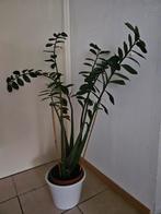 Zamioculcas Zamiifolia (ZZ Plant), Ophalen, 100 tot 150 cm, Overige soorten, Halfschaduw