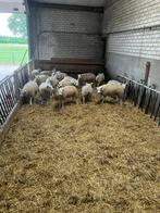 schapen, Dieren en Toebehoren, Schapen, Geiten en Varkens, Vrouwelijk, Schaap, 0 tot 2 jaar