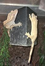 Koppel wimper Gecko, Dieren en Toebehoren, Reptielen en Amfibieën, Hagedis