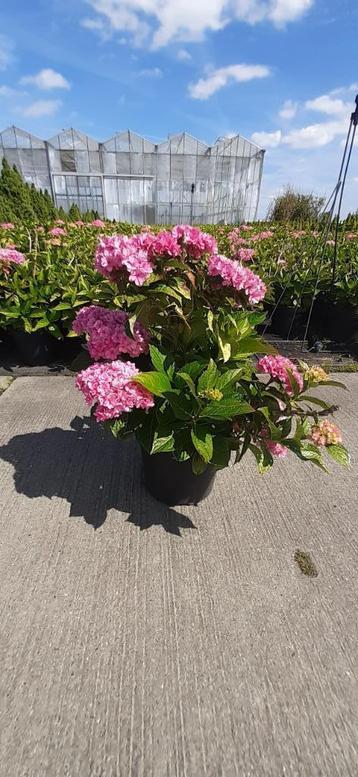 mooie Hortensia’s te koop voor €9,- beschikbaar voor biedingen