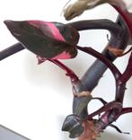 Philodendron Pink Princess plant, Huis en Inrichting, Kamerplanten, Ophalen, Overige soorten, Halfschaduw, Minder dan 100 cm