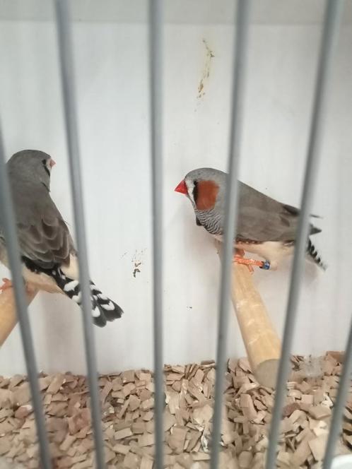 Mooi koppel zebravinken, Dieren en Toebehoren, Vogels | Overige Vogels, Tropenvogel, Meerdere dieren