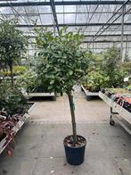 Photinia fraseri Red Robin groenblijvende Glansmispel €89,95, Tuin en Terras, Planten | Bomen, Lente, 100 tot 250 cm, Volle zon