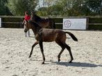 Te koop op BWP-online auction: Guini Van De Kromme Hei, Merrie, Met stamboom, Dressuurpony, 0 tot 2 jaar