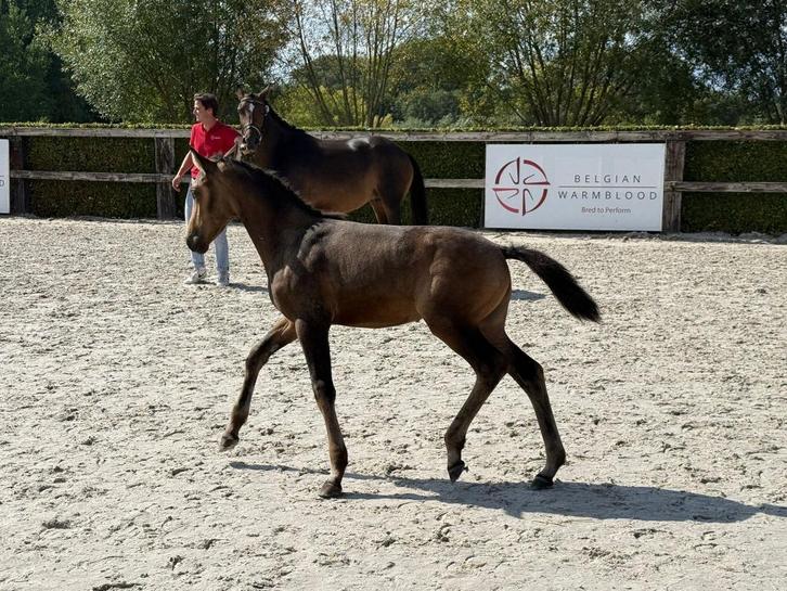 te koop zeer mooi donker valk dressuur D pony veulen, Dieren en Toebehoren, Pony's, Merrie, Onbeleerd, D pony (1.37m tot 1.48m)
