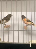 Top koppel harlekijn kanaries, Dieren en Toebehoren, Meerdere dieren, Postuurkanarie
