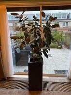 Rubberplant Ficus Elastica, Huis en Inrichting, Kamerplanten, Ficus, Halfschaduw, In pot, 200 cm of meer