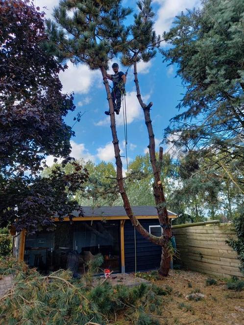 Boom kappen, Diensten en Vakmensen, Tuinmannen en Stratenmakers, Tuinonderhoud of Snoeiwerk