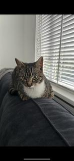 Gratis kat, 3 tot 5 jaar