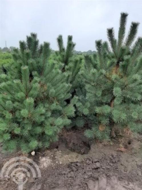 Pinus sylvestris Grove den, Zeeden, wintergroen, Tuin en Terras, Planten | Tuinplanten, Overige soorten, Halfschaduw, Zomer, Ophalen of Verzenden